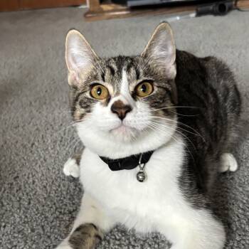 Rescue Domestic Short Hair Cats for Adoption in Sonora, California - Dingo | PetCurious