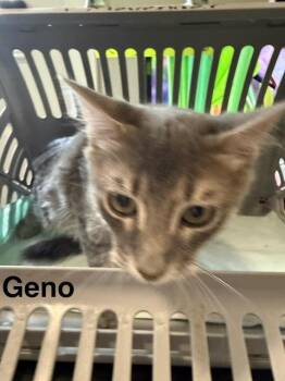 Geno -  Domestic Short Hair Cat for Adoption in Zimmerman, Minnesota - Geno | PetCurious