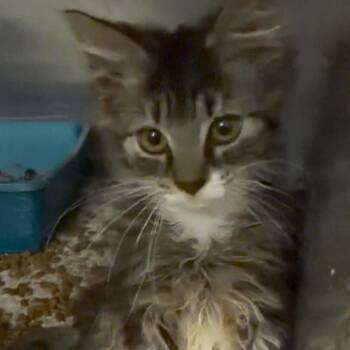 Greene -  Domestic Long Hair Cat for Adoption in Springboro, Ohio - Greene | PetCurious