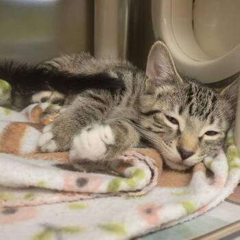 Midway 6/15 2 "Bucket Hat" -  Domestic Short Hair Cat for Adoption in Columbia, Missouri - Midway 6/15 2 "Bucket Hat" | PetCurious