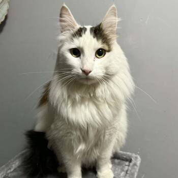 Domestic Long Hair Cats Available for Adoption - Tofu | PetCurious