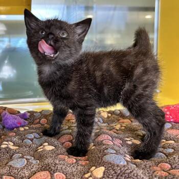 Salt-n-peppa -  Domestic Medium Hair Cat for Adoption in Abilene, Texas - Salt-n-peppa | PetCurious