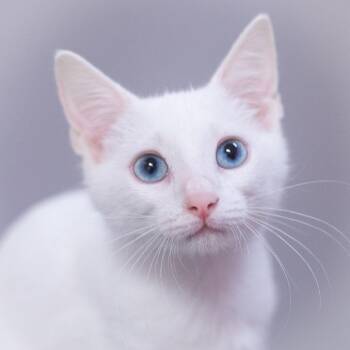 Casper -  Domestic Short Hair Cat for Adoption in St. Augustine, Florida - Casper | PetCurious
