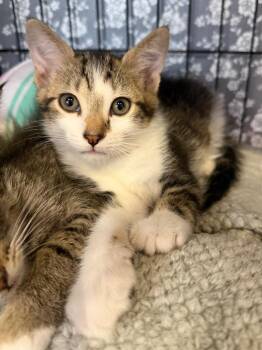 Tube Top -  Domestic Short Hair Cat for Adoption in Cincinnati, Ohio - Tube Top | PetCurious