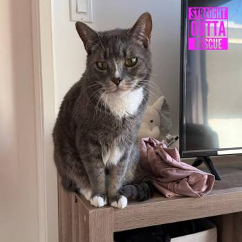 Izzy -  Domestic Short Hair Cat for Adoption in Vancouver, British Columbia - Izzy | PetCurious