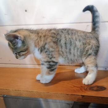 Morgan -  Domestic Short Hair Cat for Adoption in Carmel, Indiana - Morgan | PetCurious