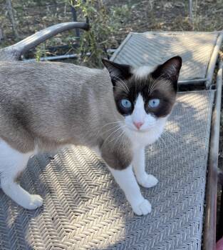 Elsa -  Snowshoe and Siamese Cat for Adoption in Walnut Creek, California - Elsa | PetCurious