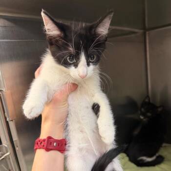 Domestic Short Hair Cats Available for Adoption in Port Charlotte, Florida - Daisy | PetCurious