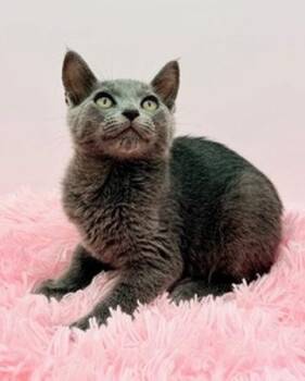 Snowcone -  Russian Blue Cat for Adoption in Covington, Louisiana - Snowcone | PetCurious