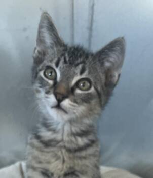 Rescue Tabby Cats for Adoption in Torrey, Utah - Tot | PetCurious