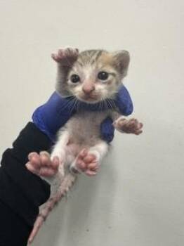 Domestic Short Hair Cats Available for Adoption in Doral, Florida - WONTON | PetCurious