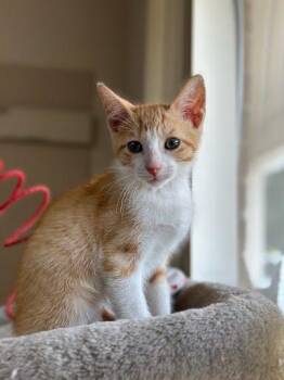 Tigger -  Domestic Short Hair Cat for Adoption in Marshall, Texas - Tigger | PetCurious