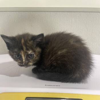 Natalia -  Domestic Short Hair Cat for Adoption in Tampa, Florida - Natalia | PetCurious