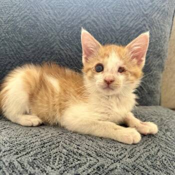 Megan Thee (Blind) Stallion -  Domestic Short Hair Cat for Adoption in Dallas, Texas - Megan Thee (Blind) Stallion | PetCurious