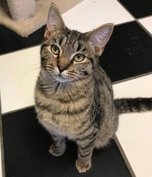 Sozin -  Domestic Short Hair Cat for Adoption in Corpus Christi, Texas - Sozin | PetCurious