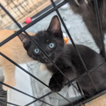 Rescue American Shorthair Cats for Adoption in West Plains, Missouri - Black Kitten | PetCurious