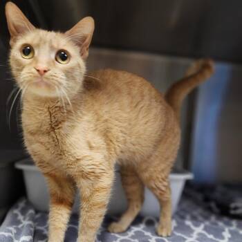 Feline Dion -  Domestic Short Hair Cat Available for Adoption in Dixon, Illinois - Feline Dion | PetCurious
