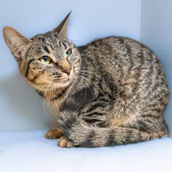 Domestic Short Hair Cats Available for Adoption - Phoebe | PetCurious