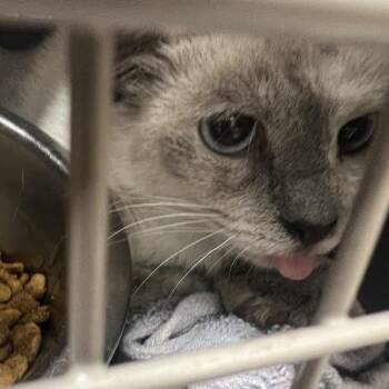 Domestic Short Hair Cats Available for Adoption in Lake Jackson, Texas - Jazzy | PetCurious