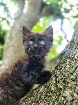 Layl -  Domestic Medium Hair Cat for Adoption in Sunrise, Florida - Layl | PetCurious