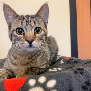 Domestic Short Hair Cats Available for Adoption - Duck | PetCurious