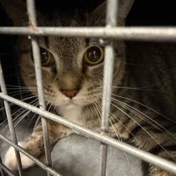 Domestic Short Hair Cats Available for Adoption - Chloe | PetCurious