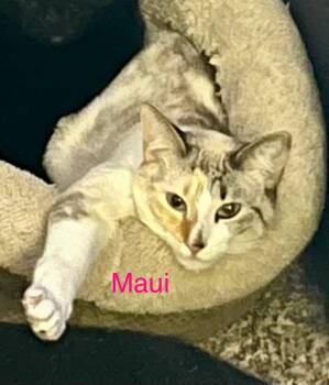 Rescue Siamese Cats for Adoption in Casselberry, Florida - Maui | PetCurious
