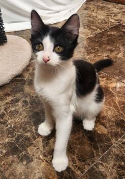Rescue Domestic Short Hair Cats for Adoption in Oklahoma City, Oklahoma - Waffles | PetCurious