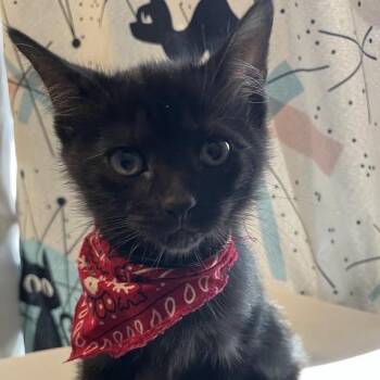 Magic -  Domestic Short Hair Cat for Adoption in Port Charlotte, Florida - Magic | PetCurious