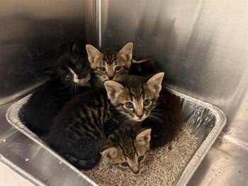 GREEN BEAN -  Domestic Short Hair Cat for Adoption in Tustin, California - GREEN BEAN | PetCurious