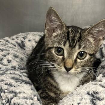 Lois -  Domestic Short Hair Cat for Adoption in West Palm Beach, Florida - Lois | PetCurious