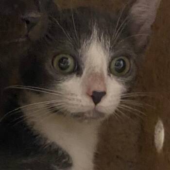 Stone -  Domestic Short Hair Cat for Adoption in Reno, Nevada - Stone | PetCurious
