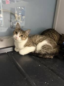 Stevie Nicks -  Domestic Short Hair Cat for Adoption in West Mifflin, Pennsylvania - Stevie Nicks | PetCurious