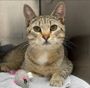 RAYMOND -  Domestic Short Hair Cat Available for Adoption in New Bern, North Carolina - RAYMOND | PetCurious