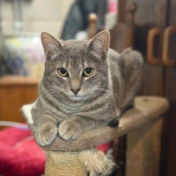 Andy -  Domestic Short Hair Cat for Adoption in Wilmington, Delaware - Andy | PetCurious