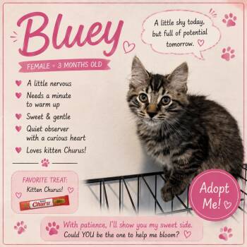 Bluey -  Domestic Short Hair Cat for Adoption in Salamanca, New York - Bluey | PetCurious