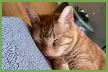 Domestic Short Hair Cats Available for Adoption in Amherst, Massachusetts - Bast | PetCurious