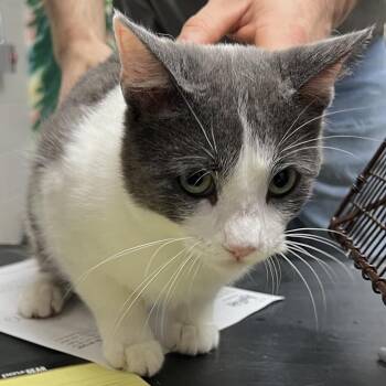 Domestic Short Hair Cats Available for Adoption in Dekalb, Illinois - Macho | PetCurious