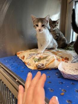 Atticus -  Domestic Short Hair Cat for Adoption in North Richland Hills, Texas - Atticus | PetCurious