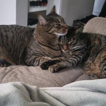 Chaz & Chadwick Owner Moving Bonded Brothers -  Domestic Short Hair Cat for Adoption in Clifton, New Jersey - Chaz & Chadwick Owner Moving Bonded Brothers | PetCurious