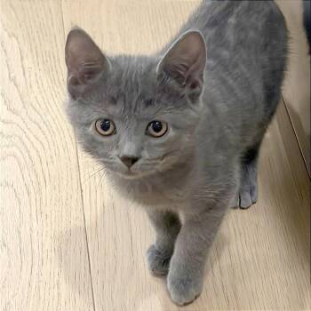 Shimmer -  Domestic Short Hair Cat for Adoption in Philadelphia, Pennsylvania - Shimmer | PetCurious