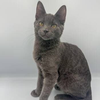 Domestic Short Hair Cats Available for Adoption - Dalinar | PetCurious