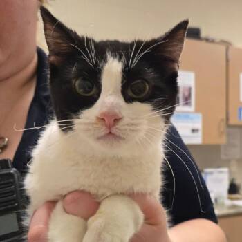 Domestic Short Hair Cats Available for Adoption - Merida | PetCurious