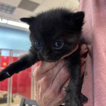 Sosuke -  Domestic Medium Hair Cat for Adoption in Park City, Utah - Sosuke | PetCurious