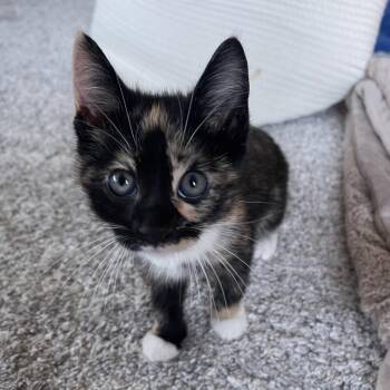 Jesse -  Domestic Short Hair Cat for Adoption in Franklin, Tennessee - Jesse | PetCurious