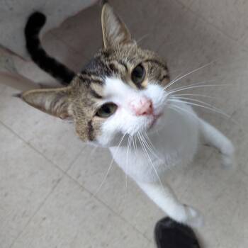 Rescue Domestic Short Hair Cats for Adoption in Morden, Manitoba - Bud | PetCurious