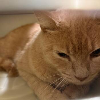 Lucky -  Domestic Short Hair Cat for Adoption in Charlottesville, Virginia - Lucky | PetCurious