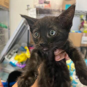 Rescue Domestic Short Hair Cats for Adoption in Los Angeles, California - Black Kitten | PetCurious