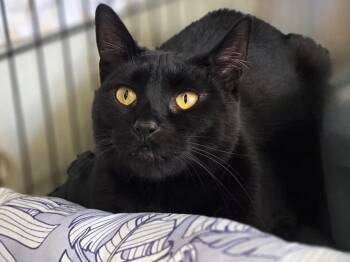 Hydra -  Domestic Short Hair Cat for Adoption in Great Neck, New York - Hydra | PetCurious