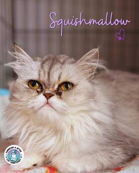 Squishmallow -  Persian Cat for Adoption in Austintown, Ohio - Squishmallow | PetCurious